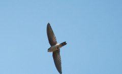 Aerodramus brevirostris