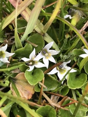 Lobelia oligophylla