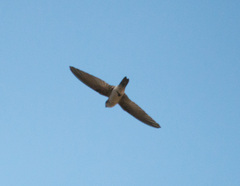 Aerodramus brevirostris