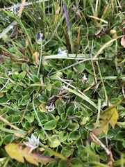 Lobelia oligophylla