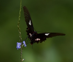 Parides anchises