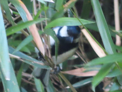 Parus minor minor