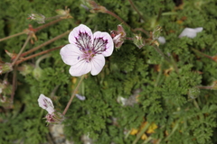 Erodium glandulosum
