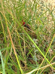 Phymateus morbillosus