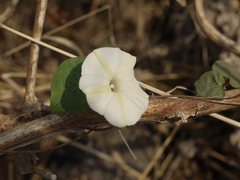 Ipomoea obscura