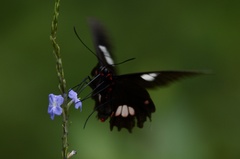 Parides anchises