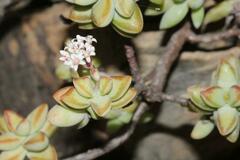 Crassula rupestris
