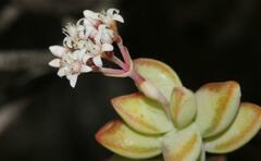 Crassula rupestris