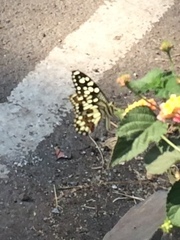Papilio demoleus