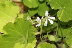 Pelargonium odoratissimum
