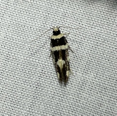 Macrobathra sarcoleuca