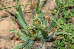 Ferraria variabilis
