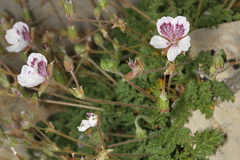 Erodium celtibericum