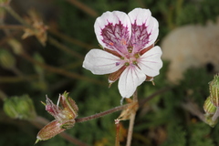 Erodium celtibericum