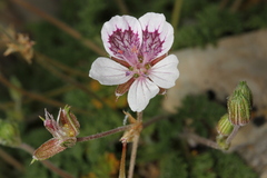 Erodium celtibericum