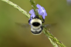 Bombus brasiliensis