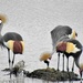South African Crowned Crane - Photo (c) Peter Vos, some rights reserved (CC BY-NC)