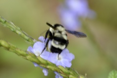 Bombus brasiliensis