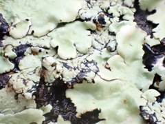 Flavoparmelia soredians