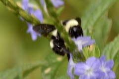 Bombus brasiliensis