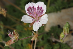 Erodium celtibericum