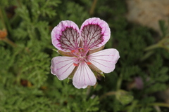 Erodium celtibericum