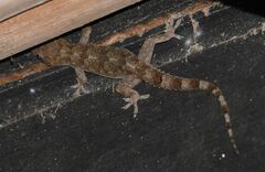 Hemidactylus