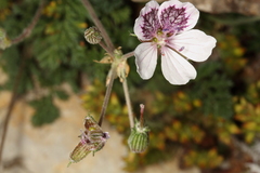 Erodium celtibericum