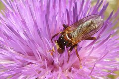 Sicus ferrugineus