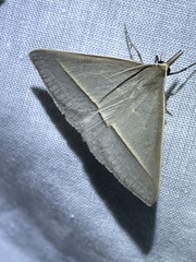 Epidesmia perfabricata