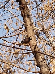 Acridotheres tristis