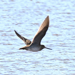 Gallinago hardwickii