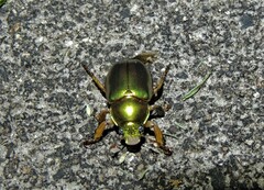 Anoplognathus parvulus