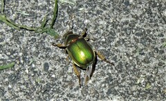 Anoplognathus parvulus