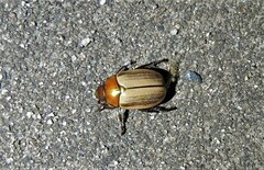 Anoplognathus daemeli