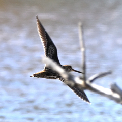 Gallinago hardwickii