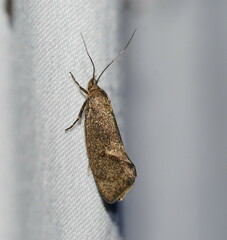 Leistomorpha brontoscopa