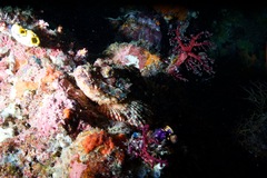 Scorpaenopsis