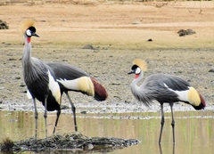 Balearica regulorum regulorum