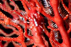 Xenocarcinus depressus