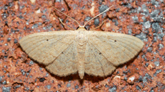 Scopula hypochra