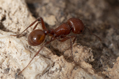 Pogonomyrmex