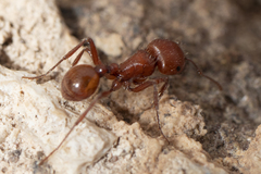 Pogonomyrmex