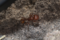 Pogonomyrmex