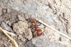 Pogonomyrmex
