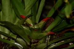 Nidularium innocentii