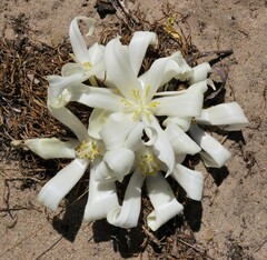 Gethyllis ciliaris