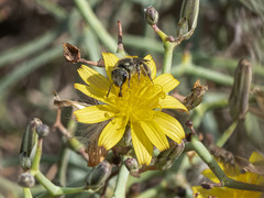 Lasioglossum viride