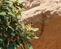 Aethopyga christinae