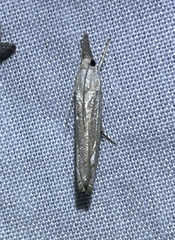 Culladia cuneiferellus